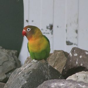 Black-cheeked lovebird
