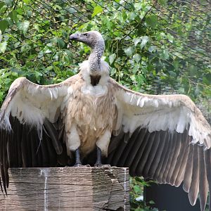 White-backed vulture
