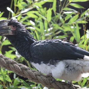 Trumpeter hornbill