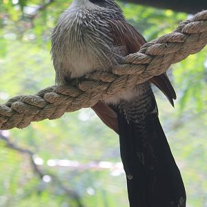 White-browed coucal