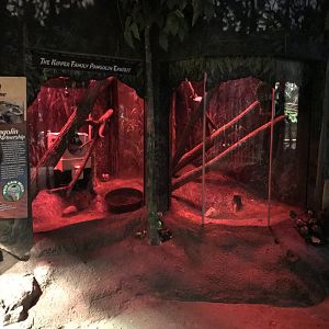 Pangolin Exhibit - Habitat Africa! The Forest