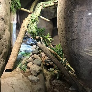 White-Throated Monitor Exhibit - Habitat Africa! The Savannah