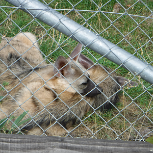 It's an Aardwolf's life - Hamerton 2018