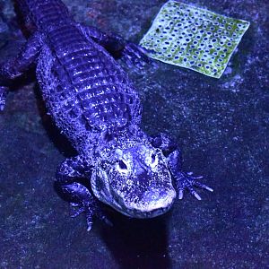 Chinese alligator (Alligator sinensis）