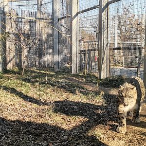 Snow Leopard, male
