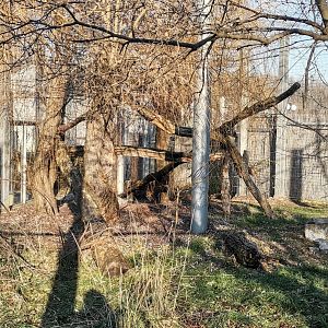 Snow Leopard, female exhibit