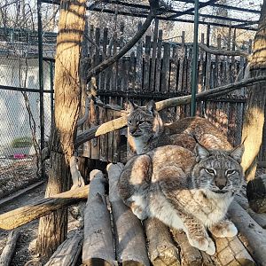 Eurasian Lynxes