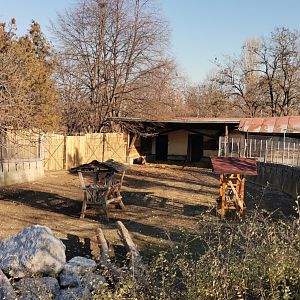 Mishmi Takin exhibit