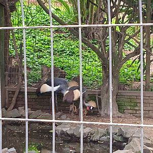 Grey crowned cranes with chicks