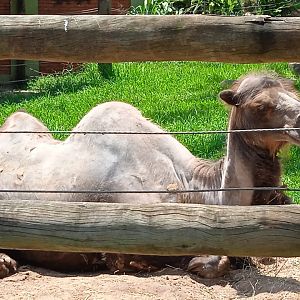 Bactrian camel