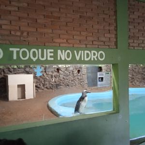 Magellanic penguin enclosure