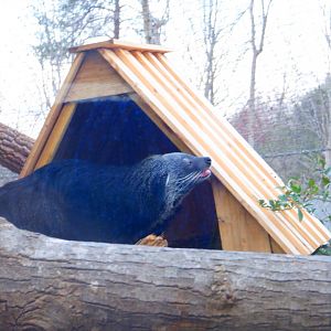 Binturong at the Greensboro Science Center