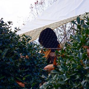Binturong at the Greensboro Science Center