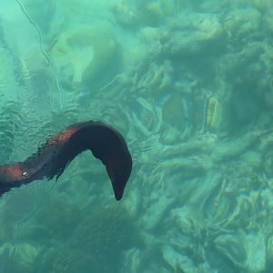 Giant moray Gymnothorax javanicus oktober 2021