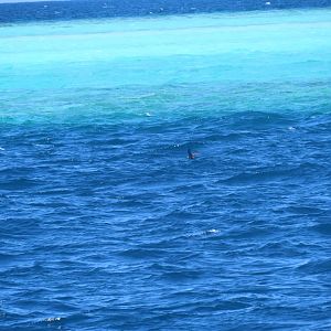lesser noddy Anous tenuirostris oktober 2021