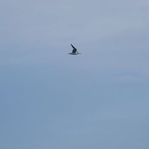 lesser crested tern okt 2021