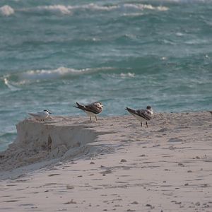 black naped terns,  2 greater crested tern and one lesser crested tern okt 2021