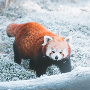Red Panda