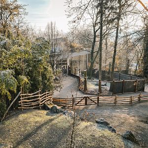 Kirk's dik-dik and goats