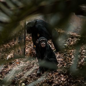 Chimpanzee indoors