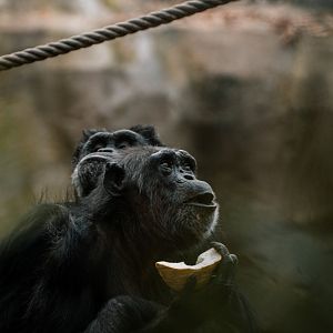 Chimpanzee indoors
