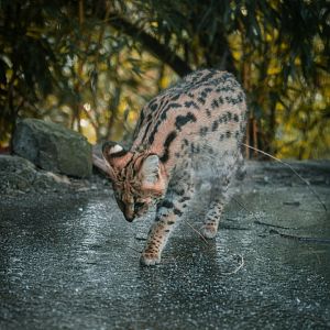 Serval testing the ice of its frozen pond