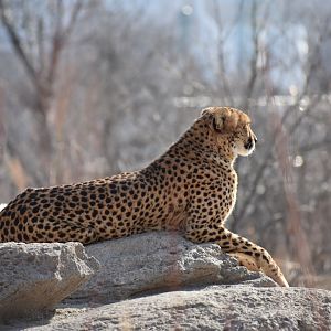 Cheetah - Nov. 2020
