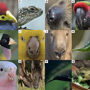 Christmas Photo Puzzle 2021