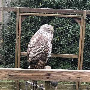 Bird ID? - Woodside wildlife park