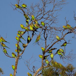 Tree full of Budgies