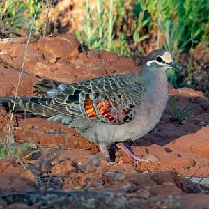 Common Bronzewing male