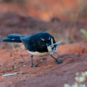 Willie Wagtail with breakfast