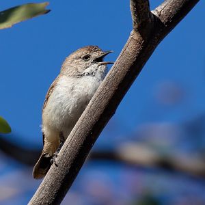 Chestnut-rumped Thornbill