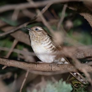 Horsfield's Bronze Cuckoo