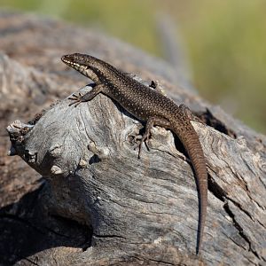 Tree Skink