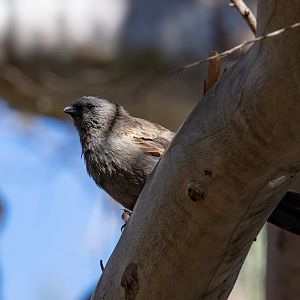 Apostlebird