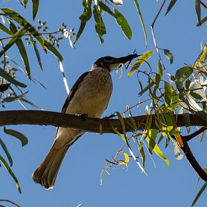 Little Friarbird with breakfast