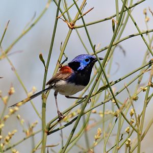 Purple-backed Fairy-wren