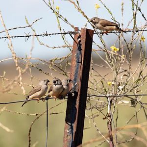 Zebra Finch fledglings
