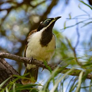 Blue-faced Honeyeater