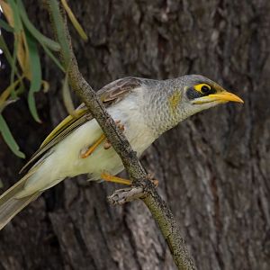 Yellow-throated Miner
