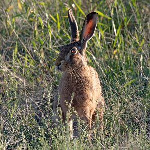 European Hare