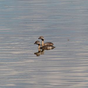Hoary-headed Grebe