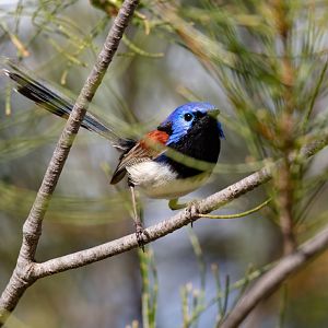 Purple-backed Fairy-wren