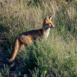 Red Fox