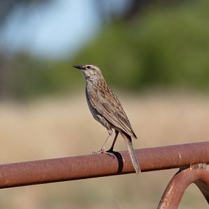 Rufous Songlark
