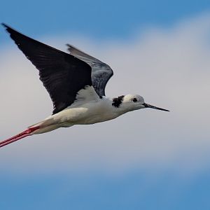White-headed Stilt