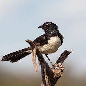 Willie Wagtail