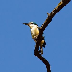 Sacred Kingfisher