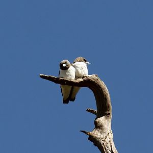 White-breasted Woodswallows
